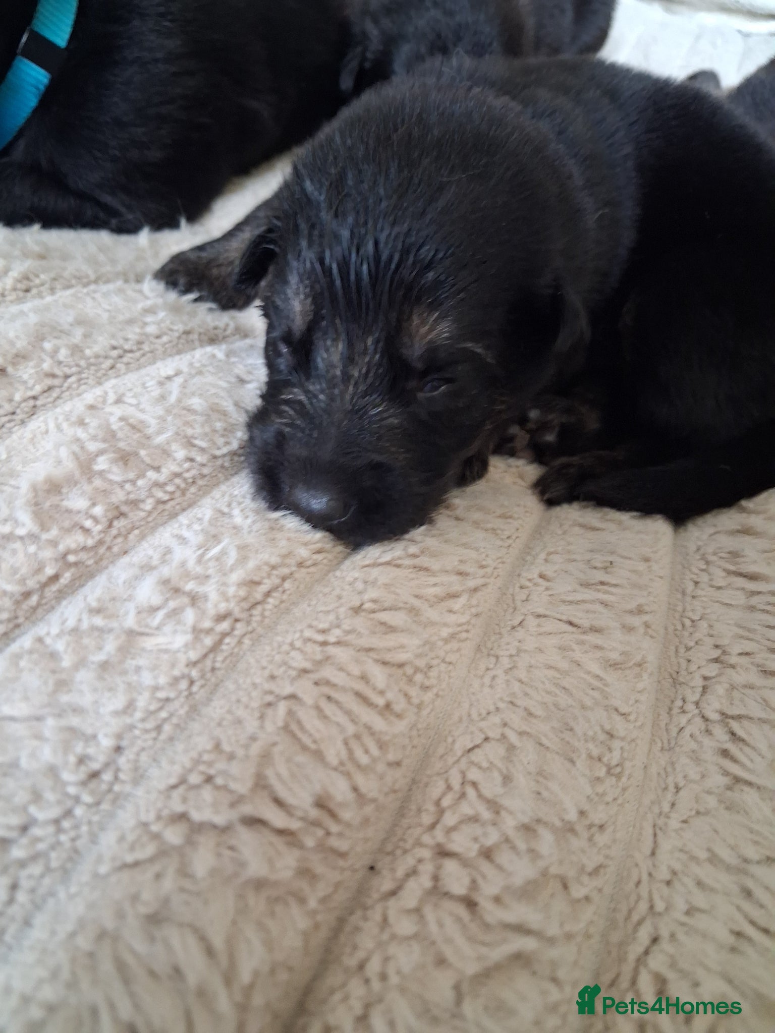 German Shepherd dogs for sale: German shepherd puppies  - Advert 4