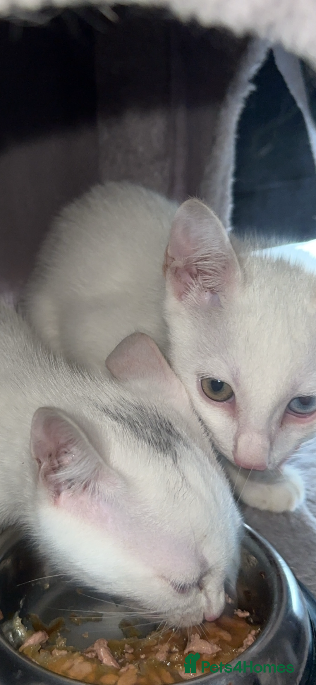 Mixed Breed cats for sale: Rare eyed kittens💚🩵🐱 - Advert 4