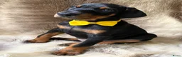 Dobermann dogs for sale: KC REGISTERED DOBERMAN PUPS - Advert 15