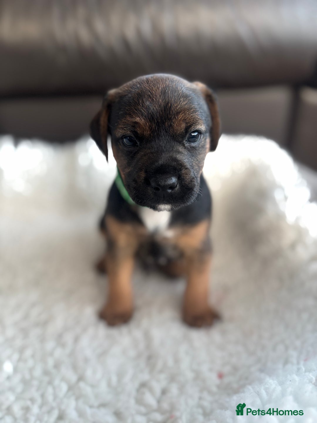 Mixed Breed dogs for sale: BorderJack Puppies - Advert 5