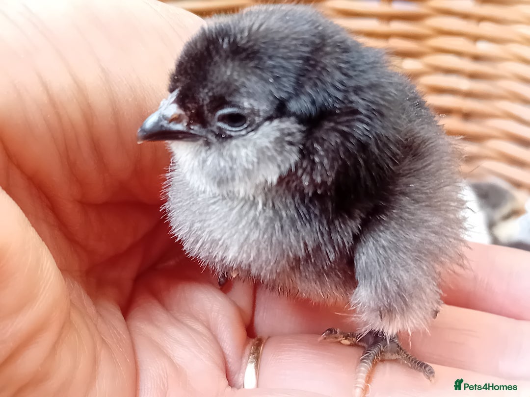 Chickens poultry for sale: Sweet Little Barbu d’Anvers Chicks Now Available - Image 8