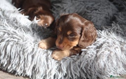 Miniature Dachshund dogs for sale: Exceptional quality long haired mini dachshunds - Image 34