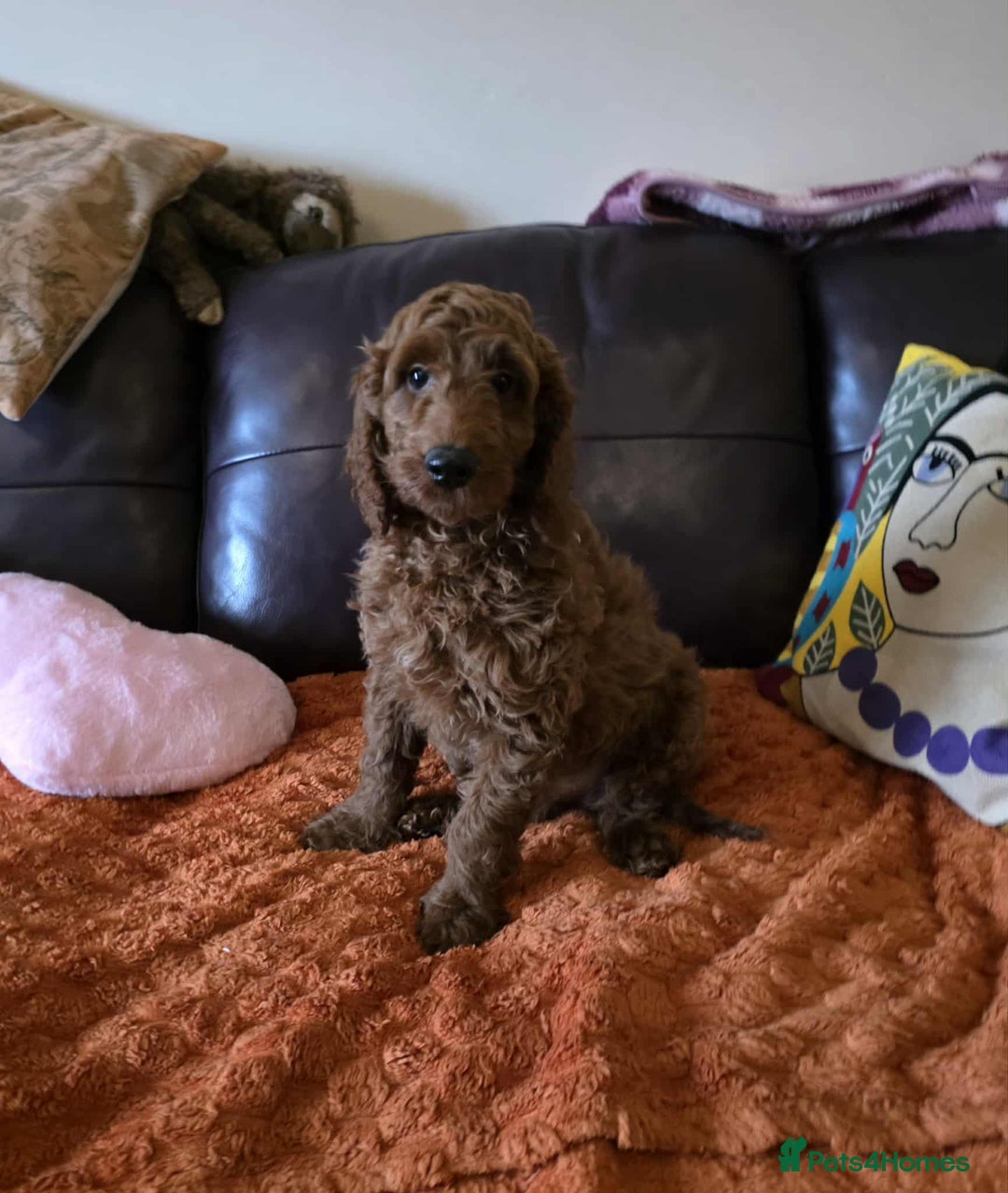 Goldendoodle dogs for sale: 👑Superb Rare Toy/Mini Deepest Red Goldendoodles👑 - Advert 1