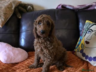 Goldendoodle dogs 👑Superb Rare Toy/Mini Deepest Red Goldendoodles👑 - Advert 2