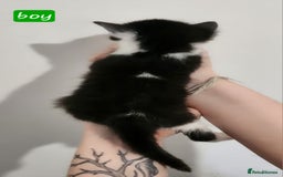 British Shorthair cats for sale: Beautiful black and white kittens - Image 5