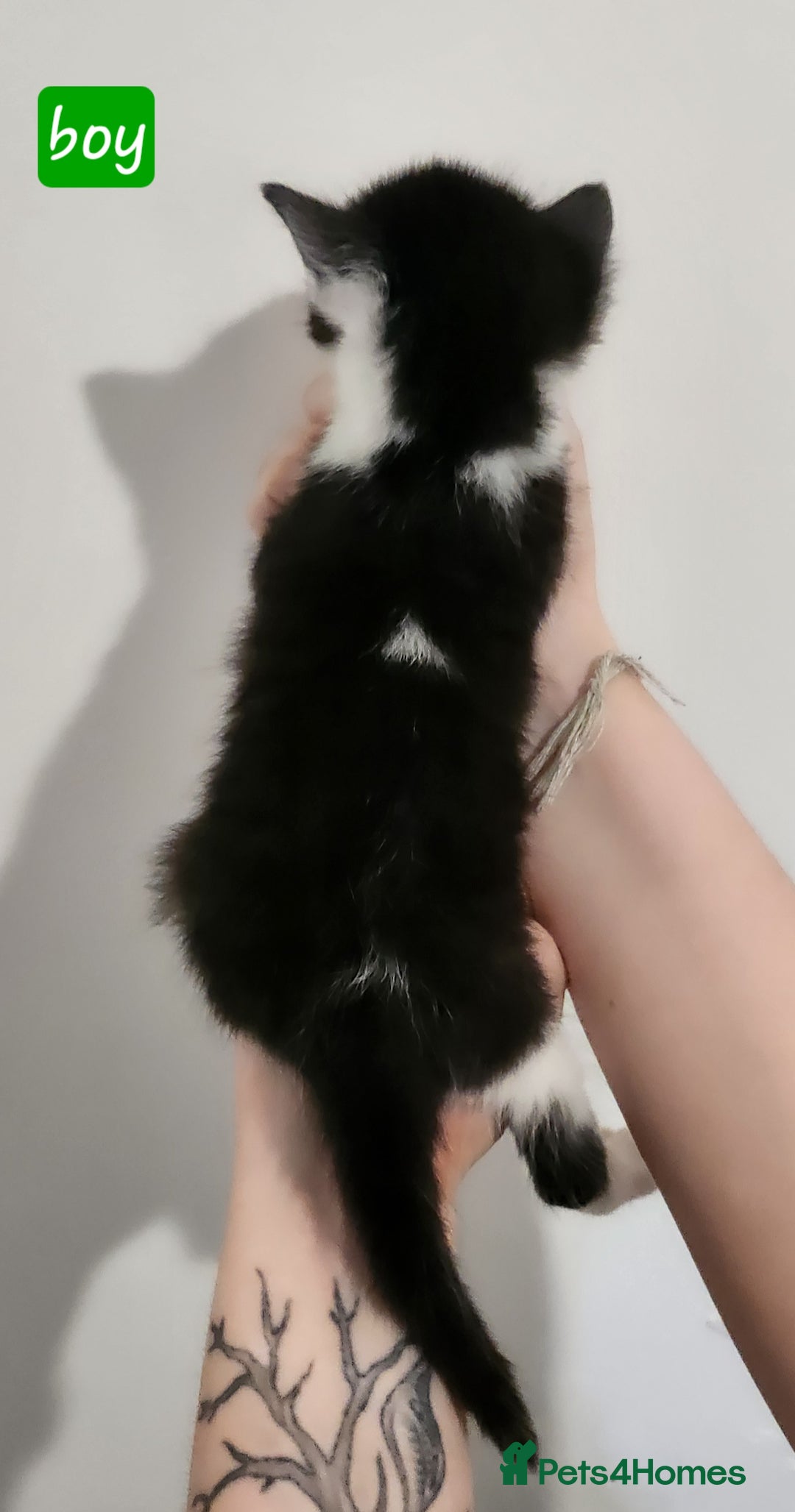 British Shorthair cats for sale: Beautiful black and white kittens - Image 5