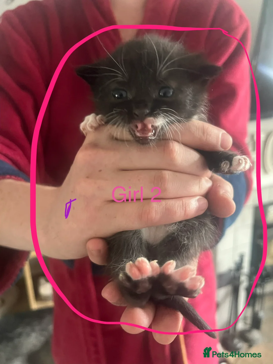Mixed Breed cats for sale: Black and white kittens for sale  - Advert 2
