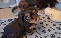 Yorkshire Terrier dogs for sale: Chocolate brown should territ - Image 6
