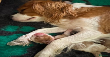 Cavalier King Charles Spaniel dogs - Advert 14
