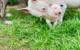 English Bull Terrier dogs for sale: English bull terrier puppy’s  - Image 6