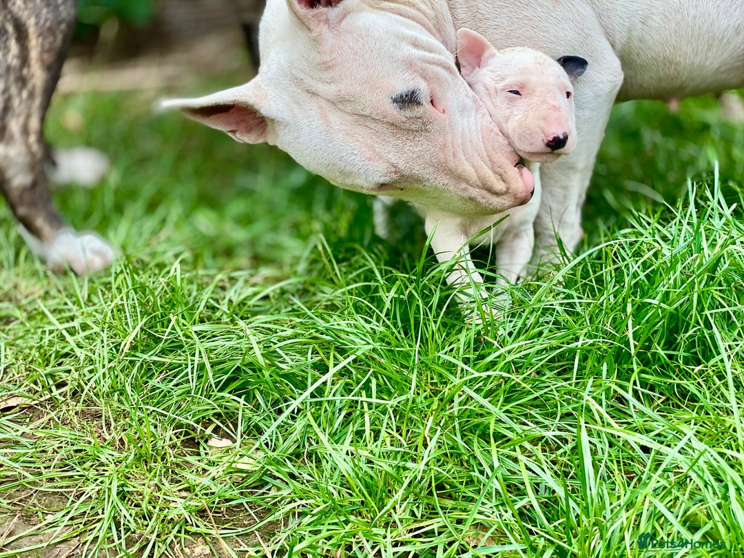 English Bull Terrier dogs for sale: English bull terrier puppy’s  - Image 6