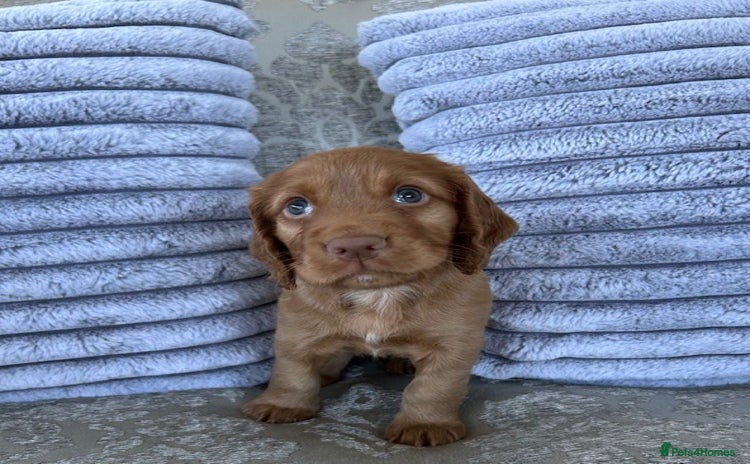 Cocker Spaniel dogs - Advert 2