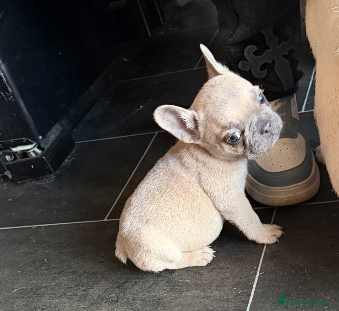 French Bulldog dogs for sale: French bulldog puppies  - Advert 28