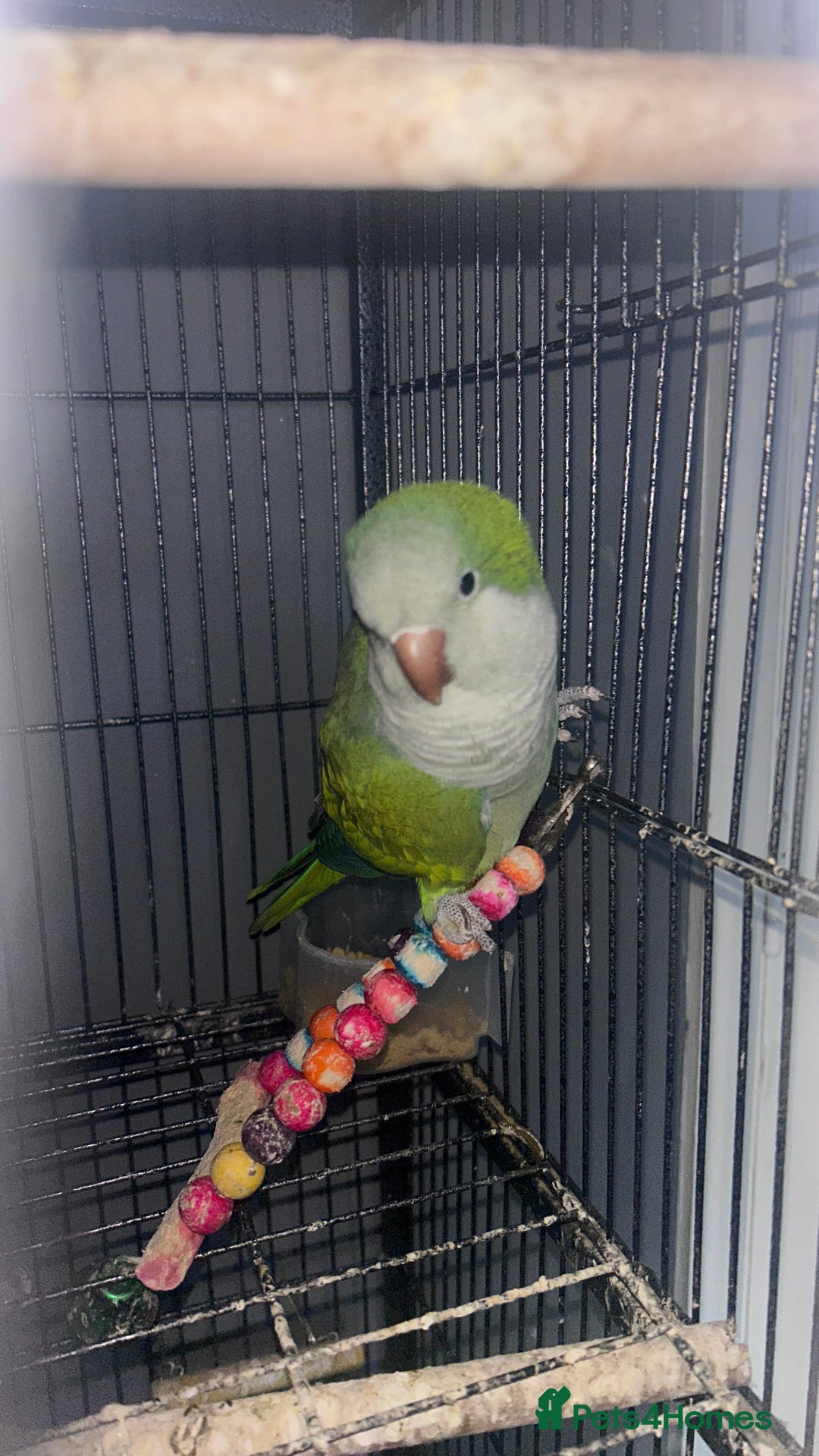 Parakeets birds for sale: Quaker parrots  - Advert 3