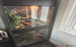 Dragon reptiles for sale: CHINESE WATER DRAGON WITH FULL SET UP - Image 2