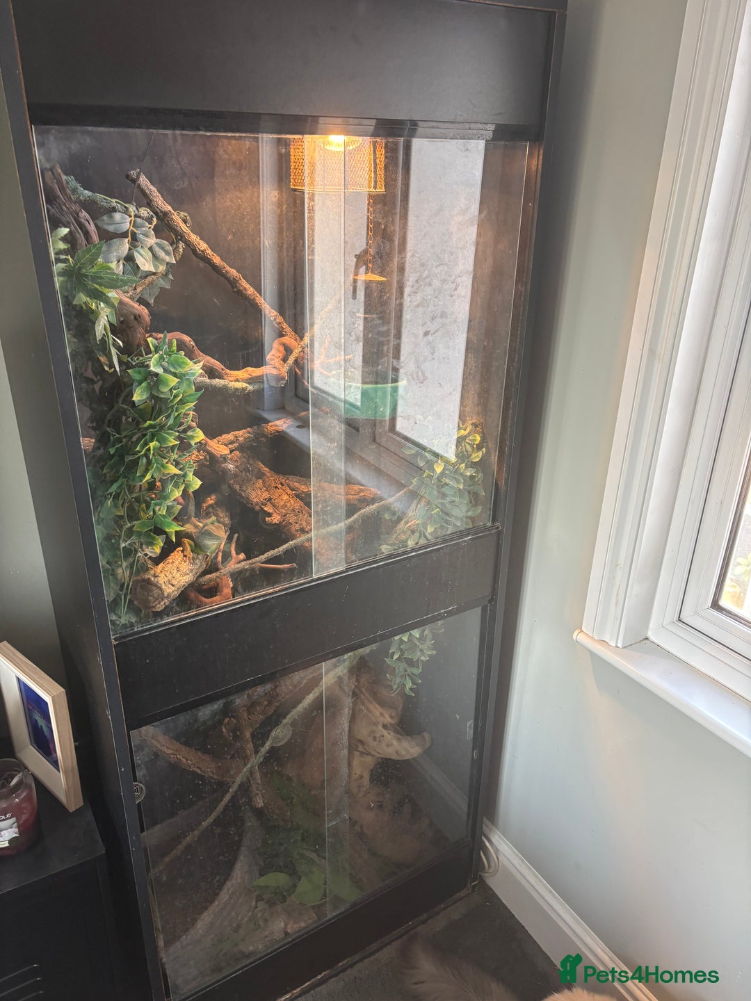 Dragon reptiles for sale: CHINESE WATER DRAGON WITH FULL SET UP - Image 2