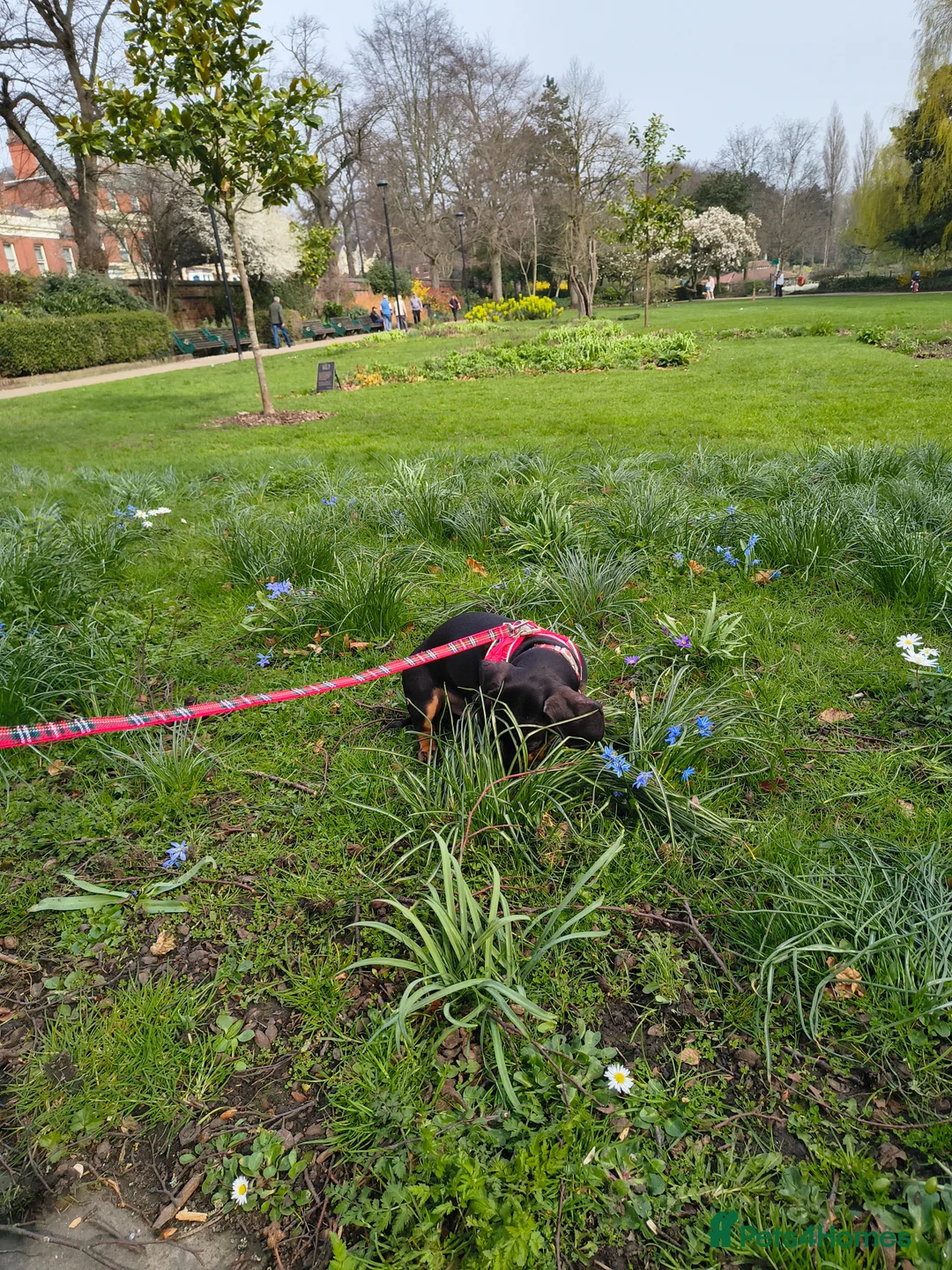 Dachshund dogs for sale: Ziggy the dachshund - Advert 6