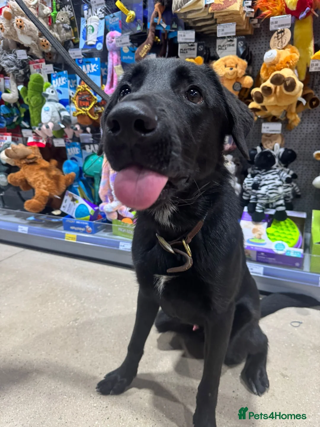 Sheprador dogs for sale: Rocky Rehoming x - Advert 1