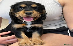 Sprocker dogs for sale: Beautiful Sprocker puppies HEALTH TESTED PARENTS - Image 19