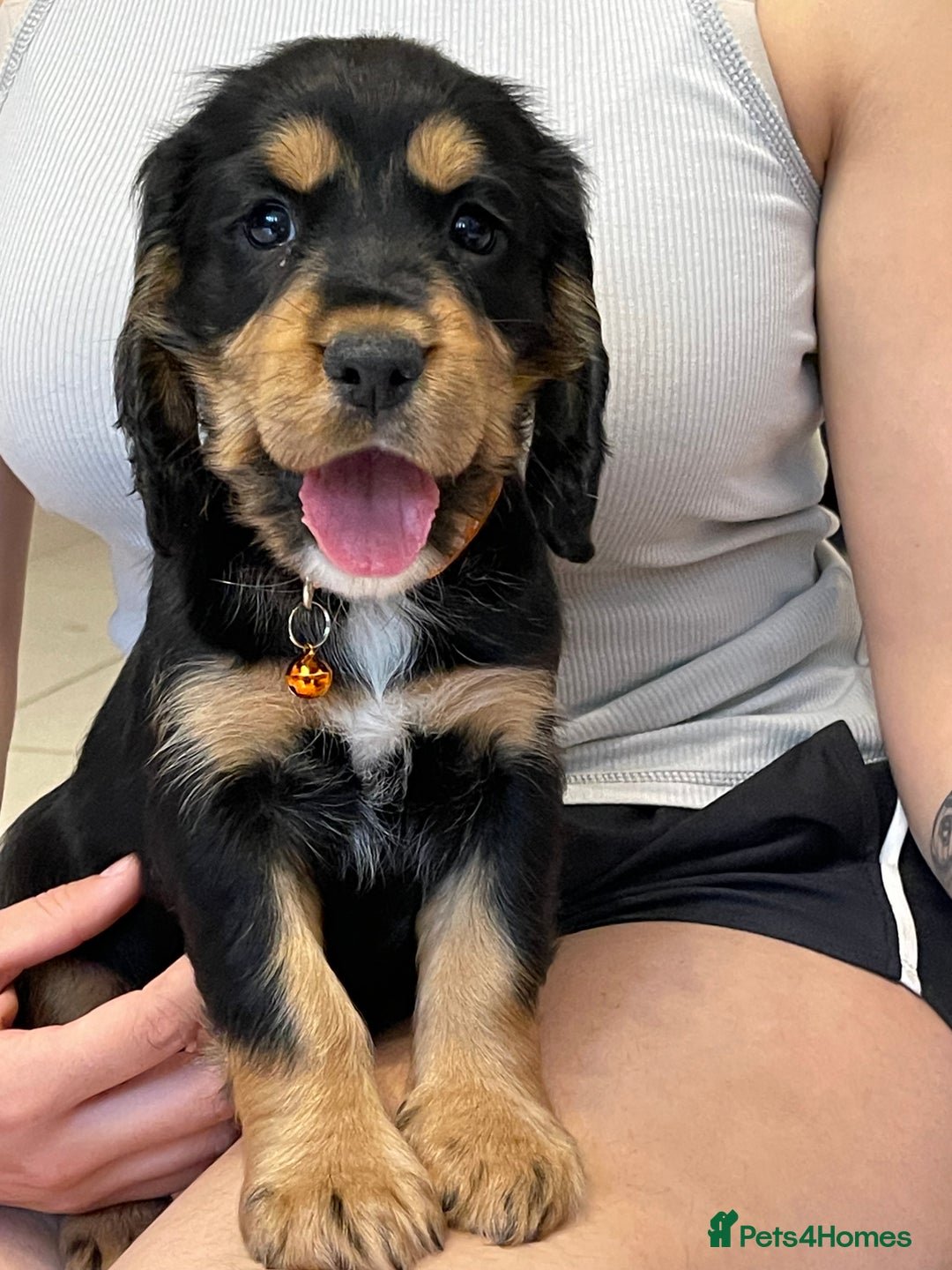 Sprocker dogs for sale: Beautiful Sprocker puppies HEALTH TESTED PARENTS - Image 19