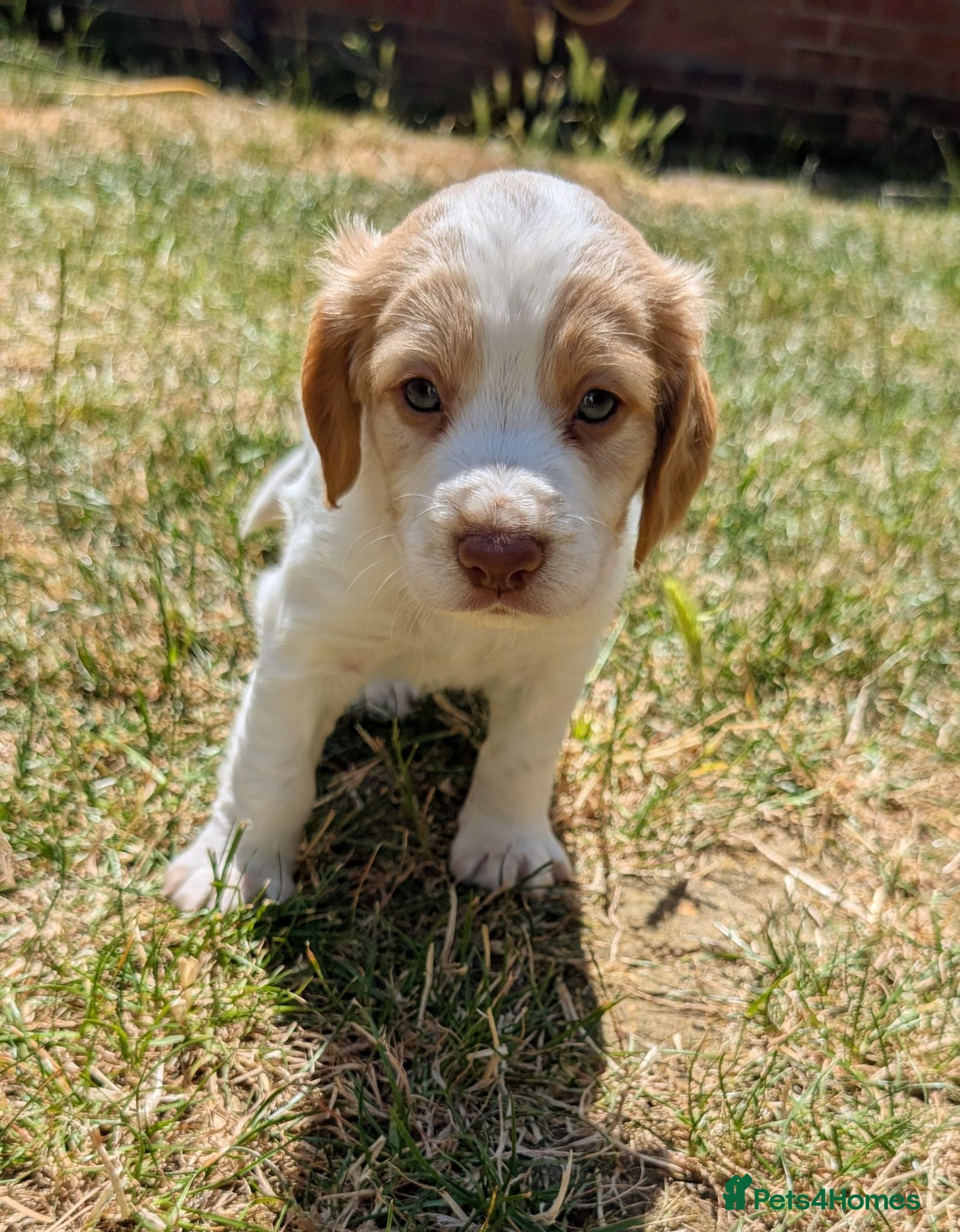Cockapoo dogs Outstanding F1b Cockapoo Puppies 🌟 - Advert 14