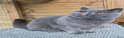 British Shorthair cats for sale: 💙Beautiful GCCF British Blue Adult Female  - Advert 8