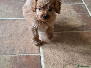 Cavapoo dogs Adorable F1 Cavapoo puppies - Advert 11