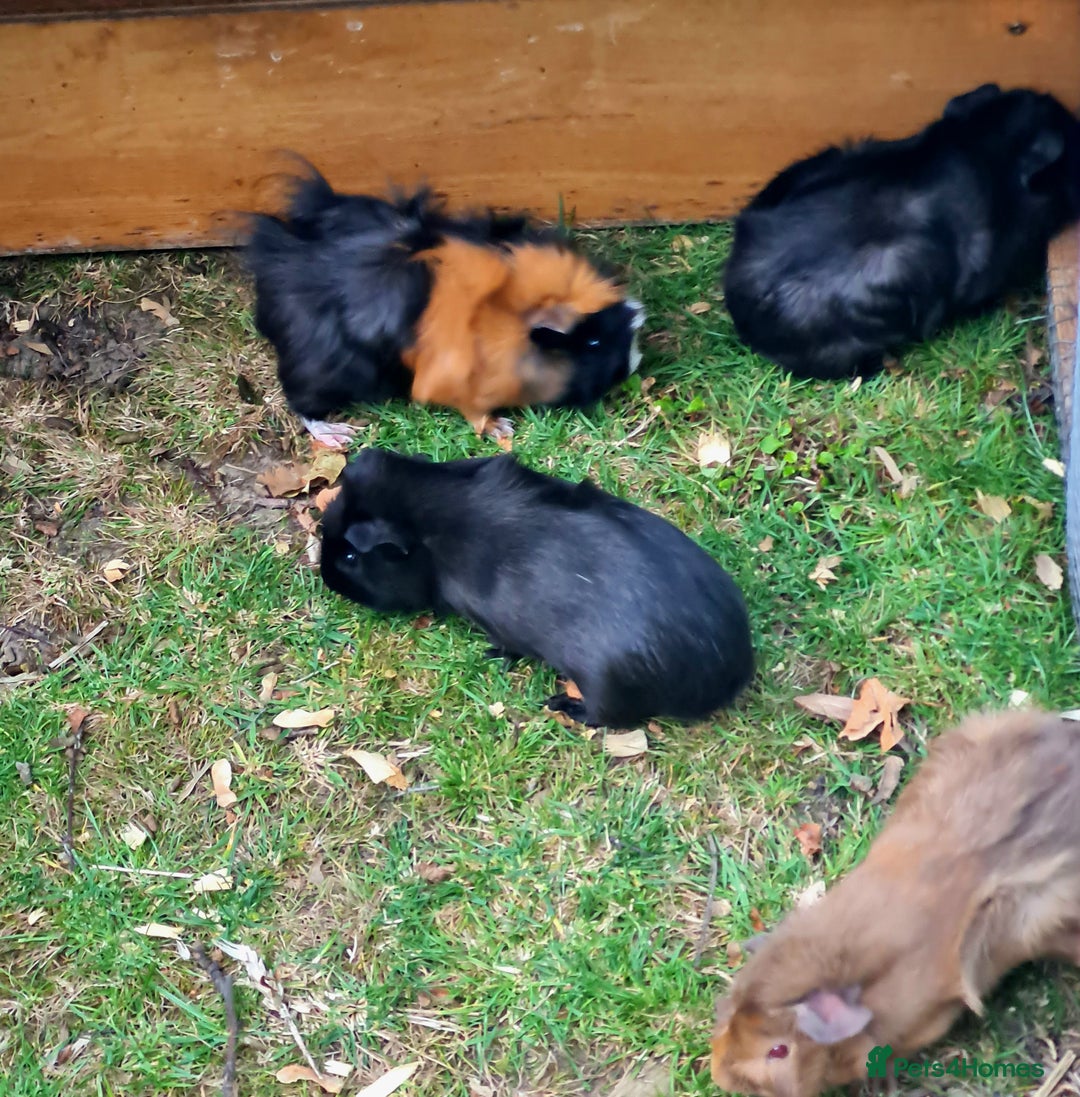 Guinea Pig rodents for sale: Baby guinea pigs for sale - Advert 8