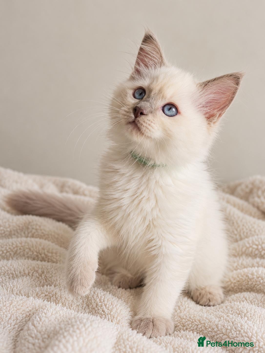 Ragdoll cats GCCF Ragdoll Kittens - Fully Vacc & Ready Now - Advert 2