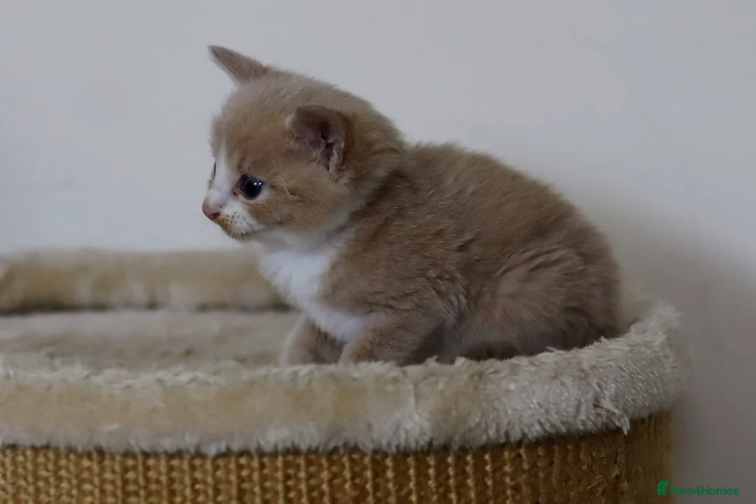 British Longhair cats for sale: Stunning Cream male kitten - Advert 2