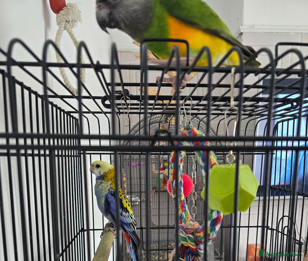 Parrots birds for sale: Pale Headed Rosella  - Image 6