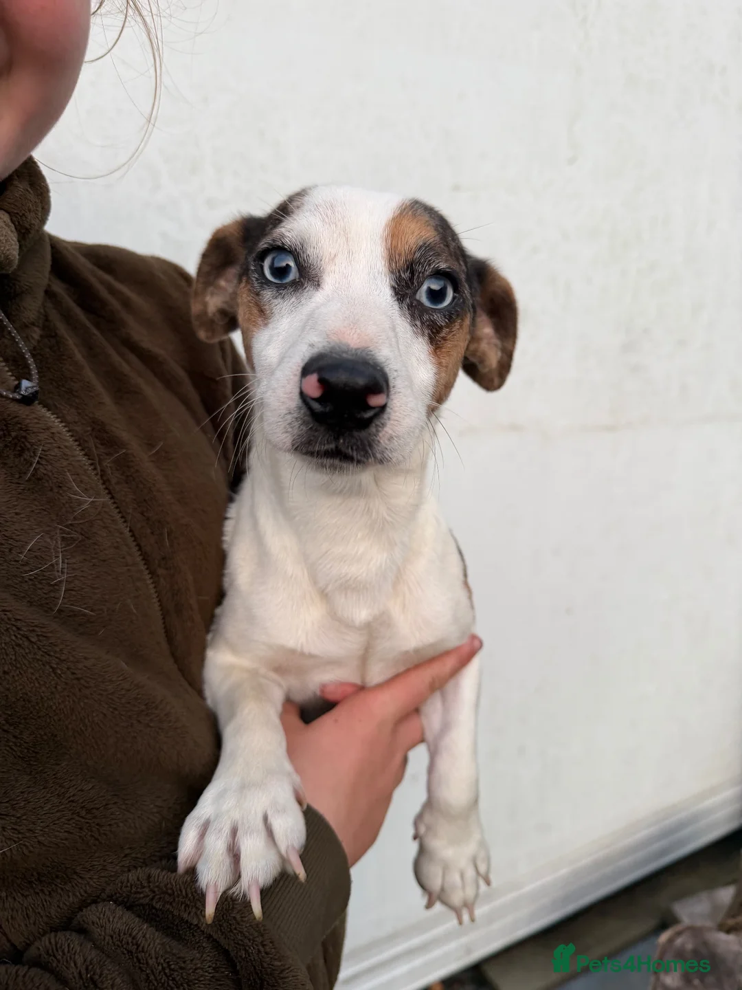 Jack Russell dogs for sale: Girl Jack Russell puppy in Ashington - Advert 9