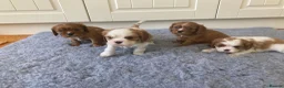 Cavalier King Charles Spaniel dogs for sale: KC ruby/blenheim pups - health tested parents - Advert 1
