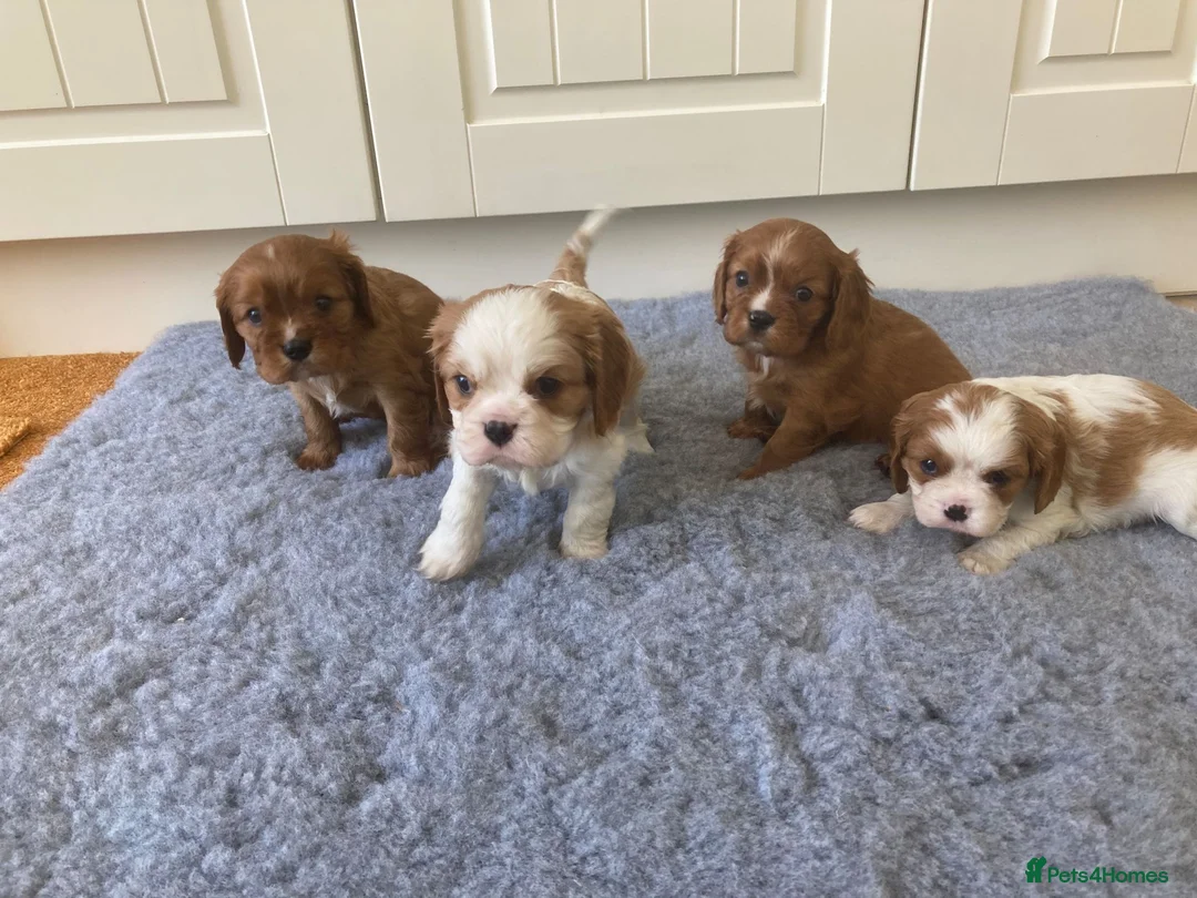Cavalier King Charles Spaniel dogs for sale: KC ruby/blenheim pups - health tested parents - Advert 1