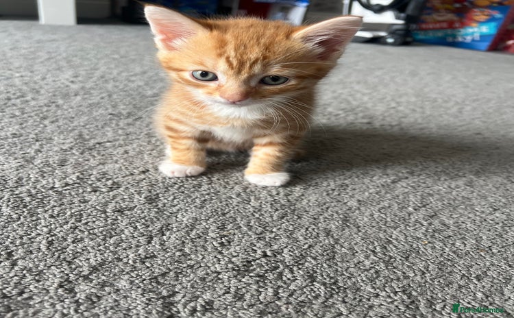 Domestic Shorthair cats - Advert 2