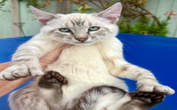 Keetso cats for sale: Gorgeous keetso female  - Image 16