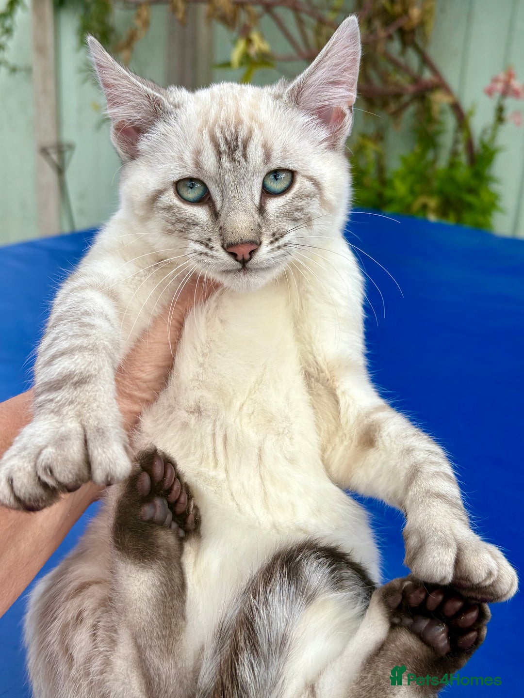 Keetso cats for sale: Gorgeous keetso female  - Image 16