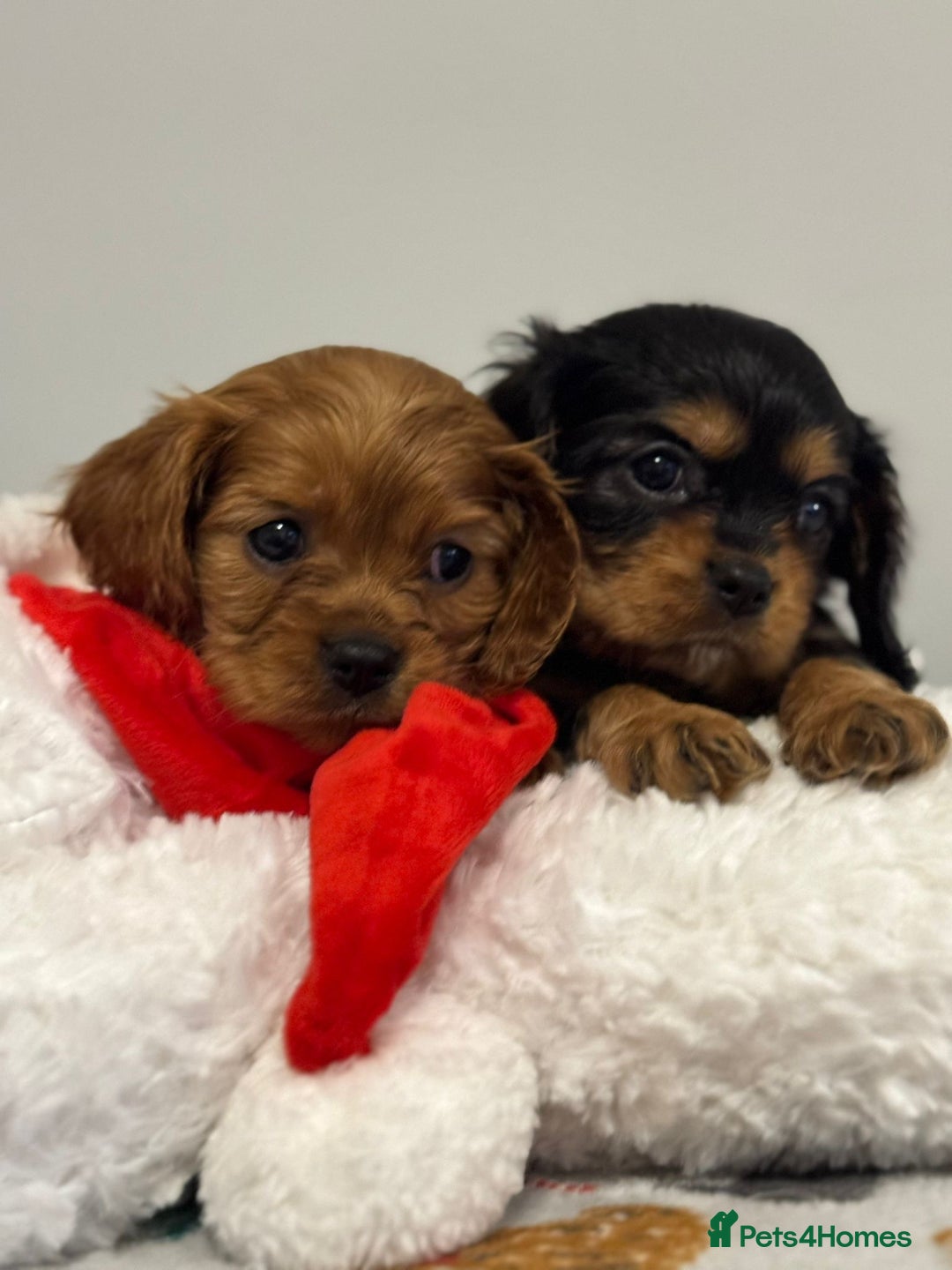 Cavalier King Charles Spaniel dogs for sale: Cavalier King Charles Spaniel Pups KC Reg - Advert 25