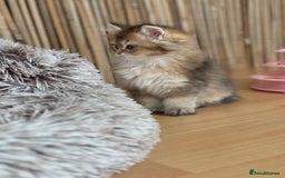 British Longhair cats for sale: Looking for a new family!!!!  - Image 23