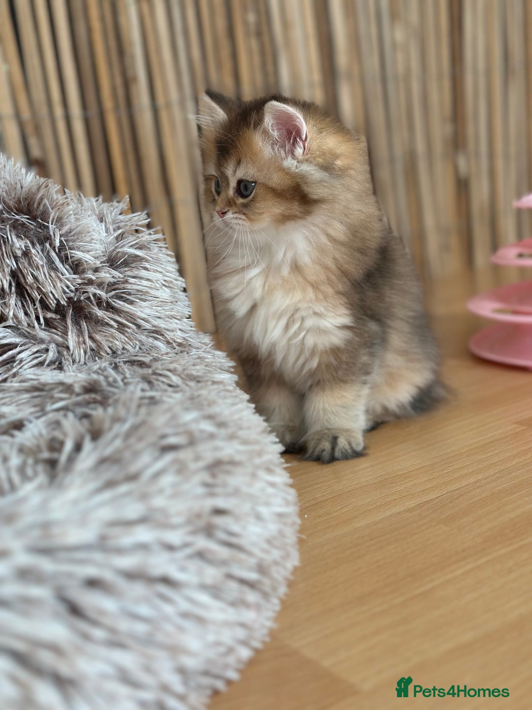 British Longhair cats for sale: Looking for a new family!!!!  - Image 23