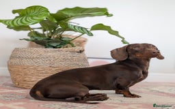 Dachshund dogs for stud: Standard Dachshund for stud - Image 6
