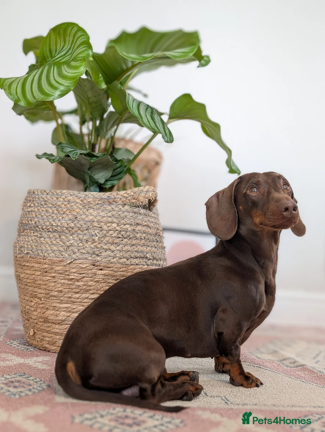 Dachshund dogs for stud: Standard Dachshund for stud - Advert 6