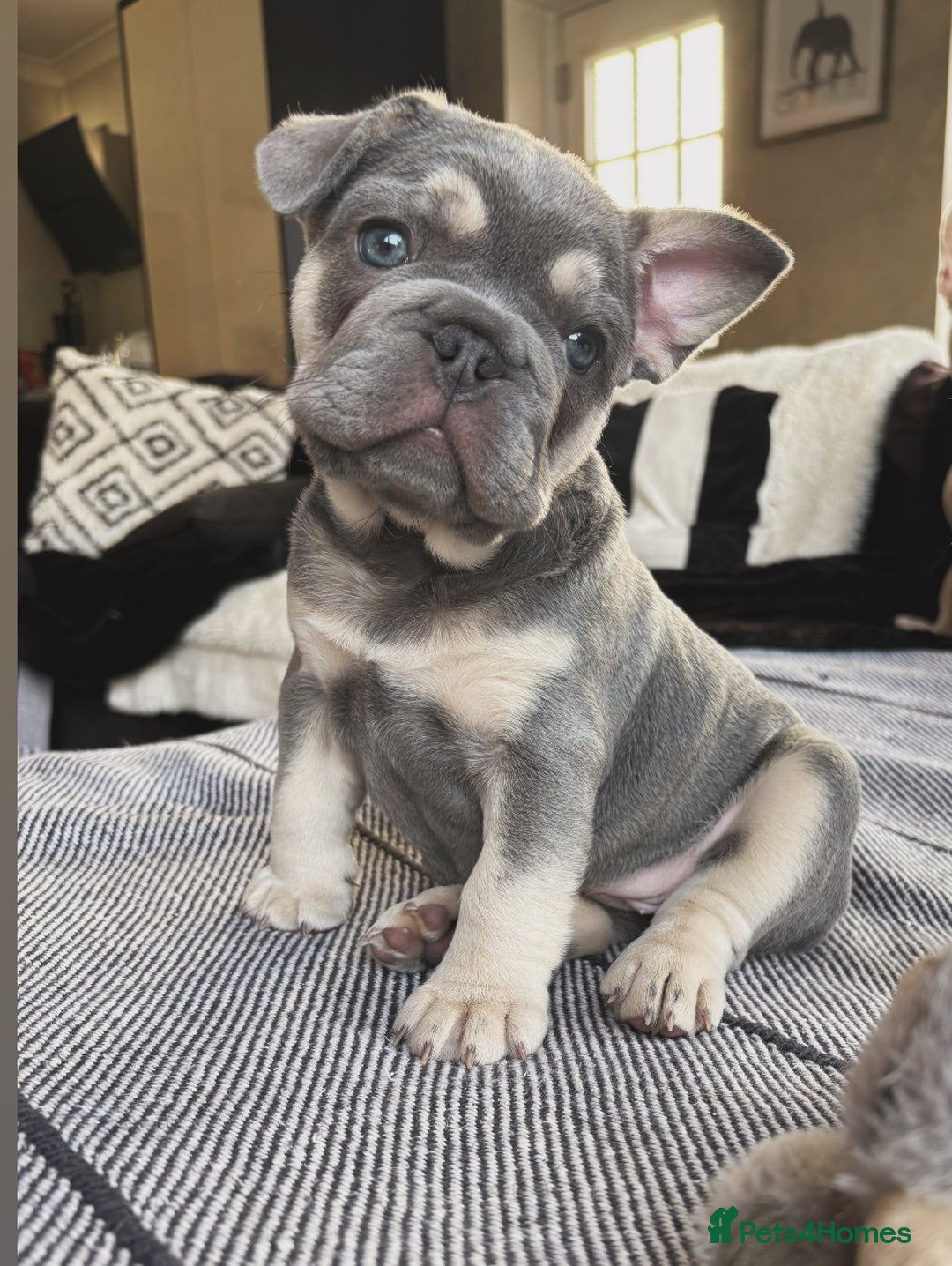 French Bulldog dogs for sale: French Bulldog female puppy - Lilac & Tan  - Advert 10