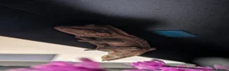 Gecko reptiles for sale: Crested Gecko - Advert 4