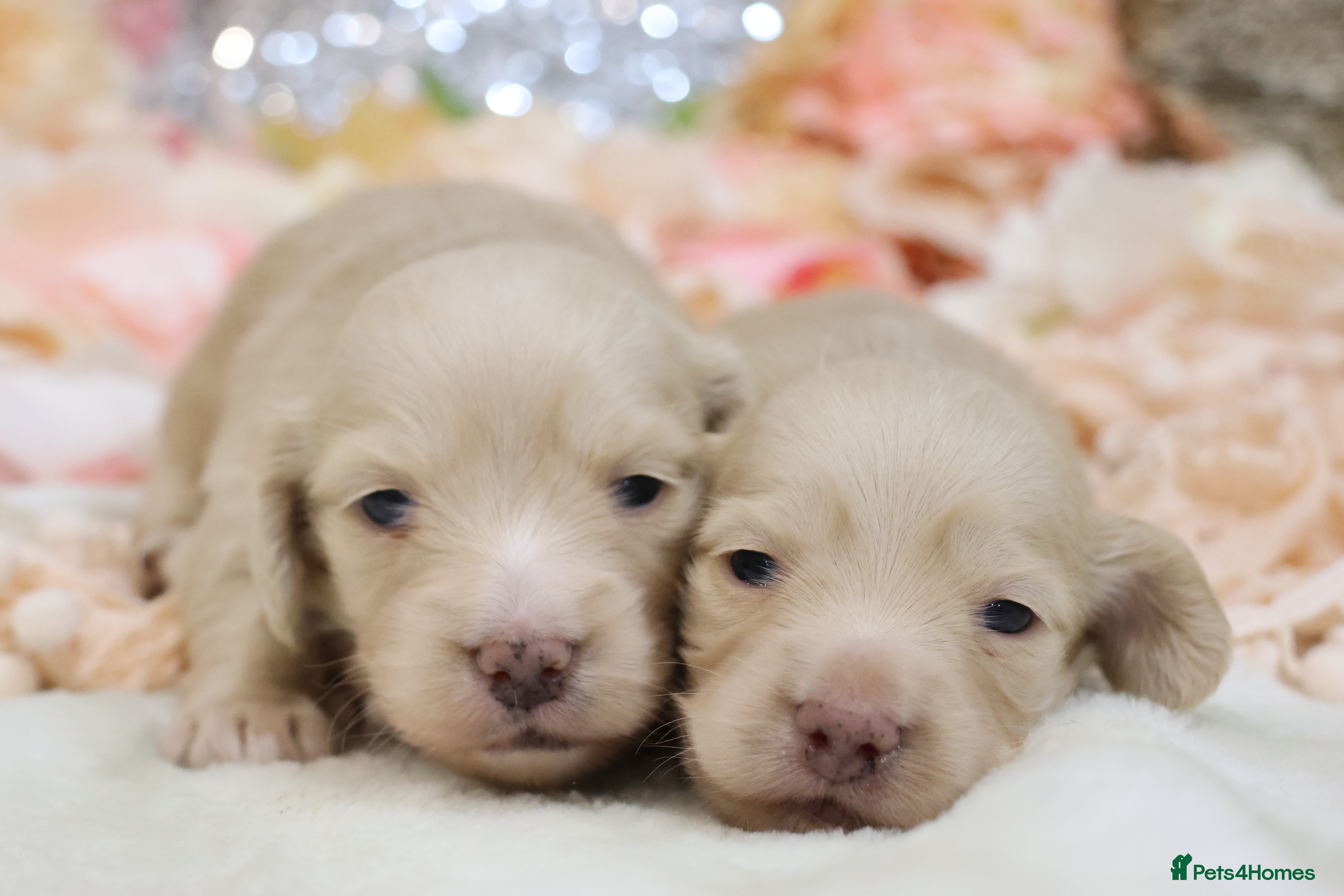 Miniature Dachshund dogs KC Cream Longhair Miniature Dachshunds - Advert 12