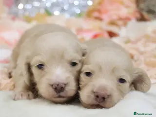 Miniature Dachshund dogs KC Cream Longhair Miniature Dachshunds - Advert 2