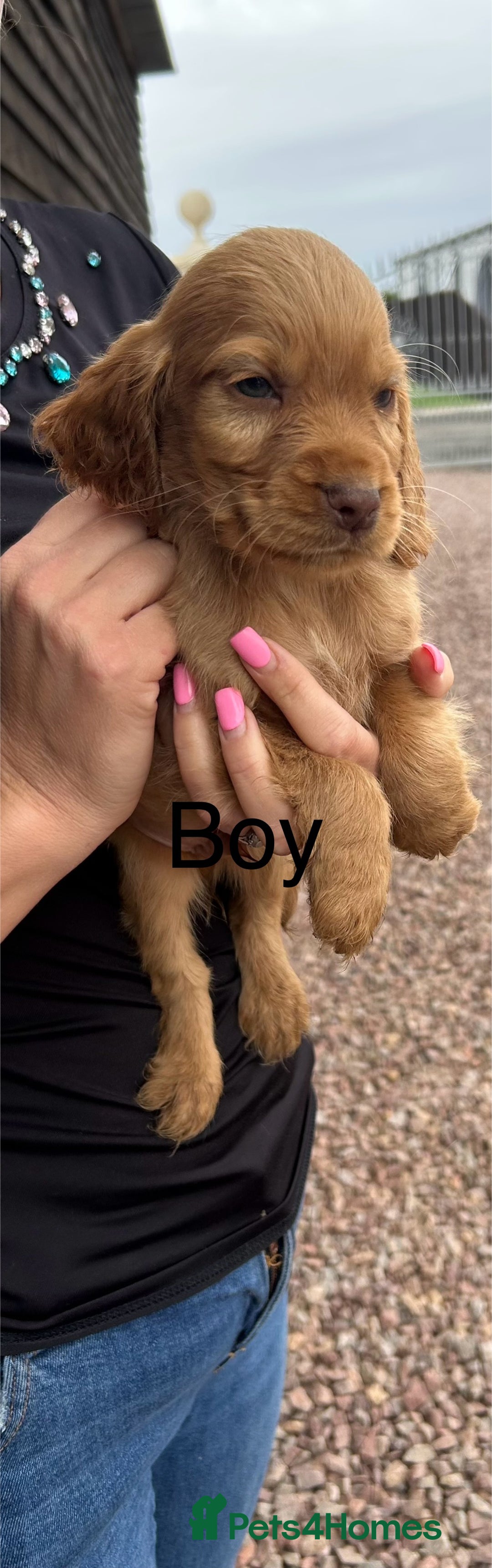 Cocker Spaniel dogs for sale: Cocker spaniel puppies  - Image 9