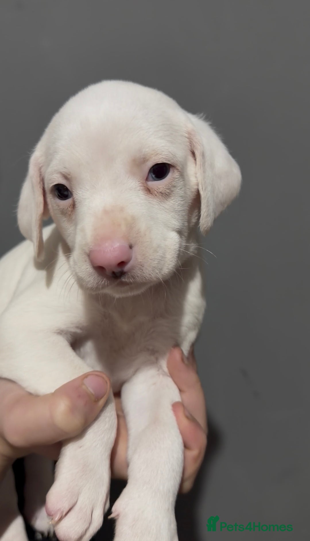 Dalmatian dogs for sale: Beautiful Dalmatian Puppies - Advert 13