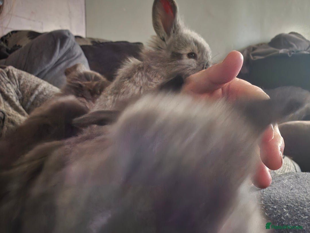 Mixed Breed rabbits for sale: Beautiful 7 week old French lop/lionhead bunnies - Advert 3