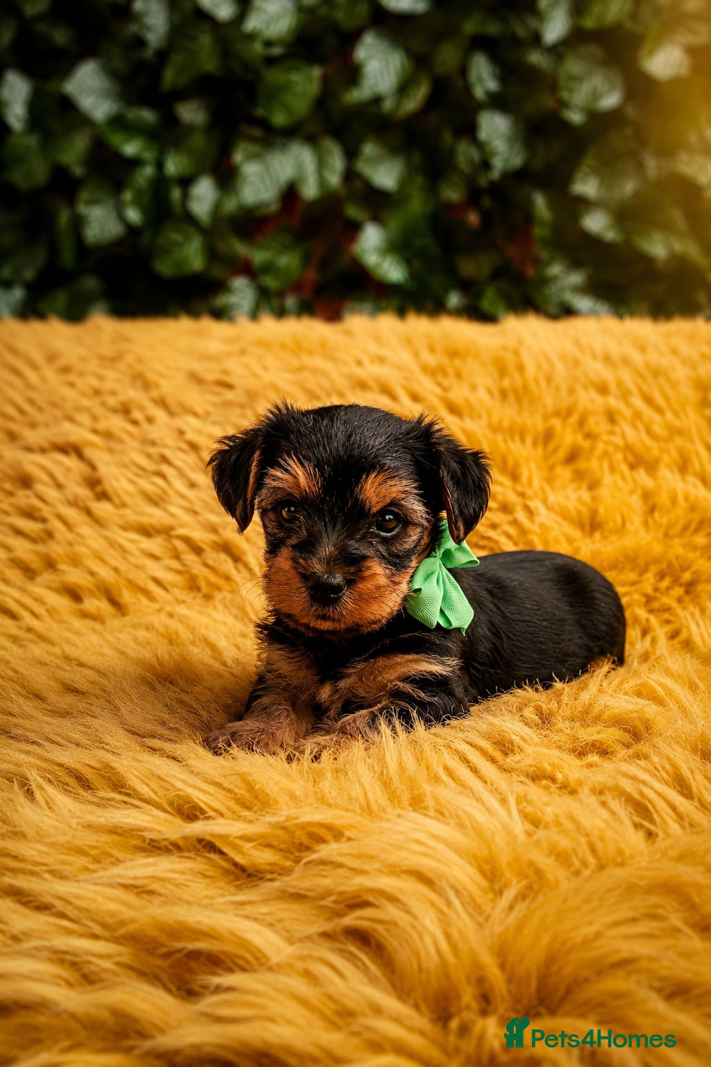 Yorkshire Terrier dogs Pure Bread Perfect looking Yorkshire Terrier Pups - Advert 1
